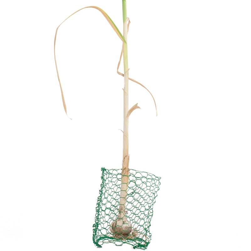 Grow Organic Root Guard Gopher Basket Mini pest control kit with six small baskets for gopher and burrowing pest protection.