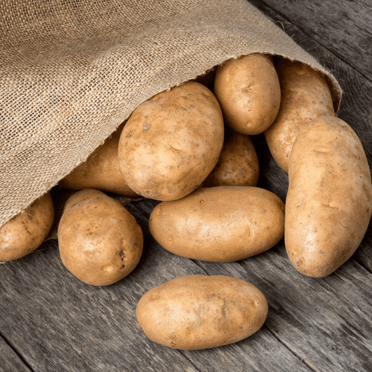 Organic Burbank Russet seed potatoes from Grow Organic, fresh and healthy potatoes suitable for planting or cooking.