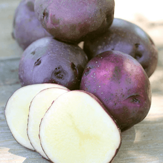 Organic Huckleberry Gold Seed Potato from Grow Organic, fresh and whole, ready for planting or culinary use.