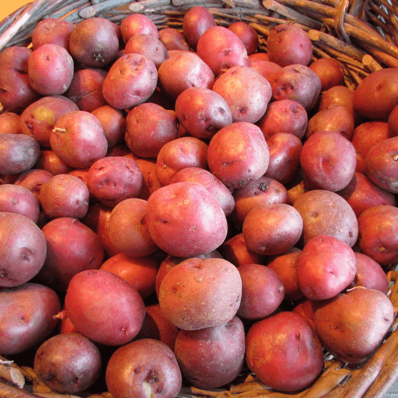 Organic Norland Red Seed Potato from Grow Organic, fresh red-skinned potatoes in a pound bag, suitable for planting or cooking.