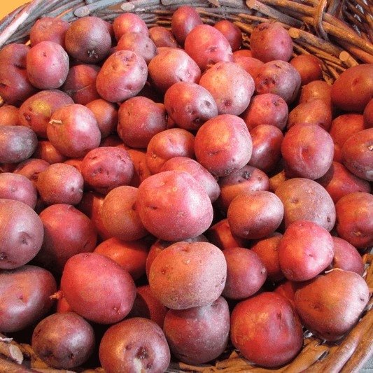 Organic Norland Red Seed Potato from Grow Organic, fresh red-skinned potatoes in a pound bag, suitable for planting or cooking.