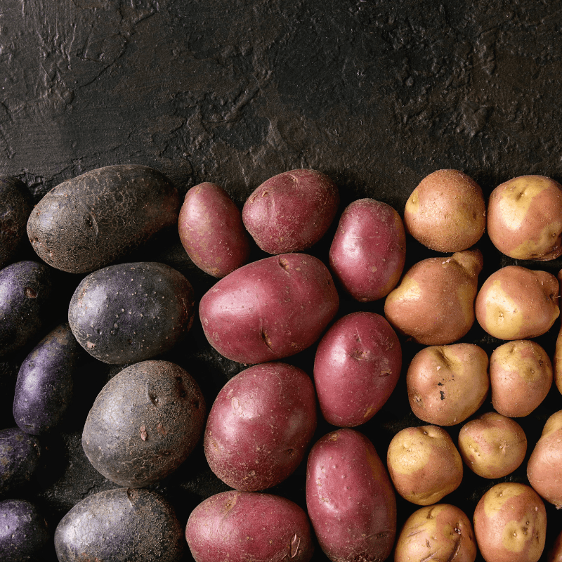 Organic Rainbow Mix Seed Potatoes by Grow Organic, colorful variety of seed potatoes displayed in a natural setting.