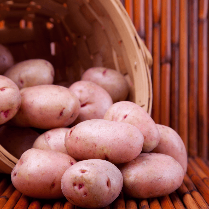 Organic Red Pontiac seed potato from Grow Organic, showing vibrant red-skinned potatoes suitable for planting or cooking.