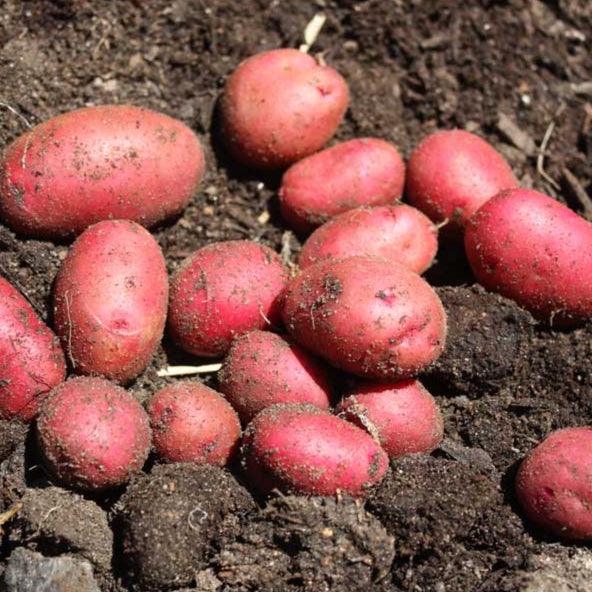 Organic Red Pontiac seed potato from Grow Organic, showing fresh red-skinned potatoes suitable for planting or cooking.
