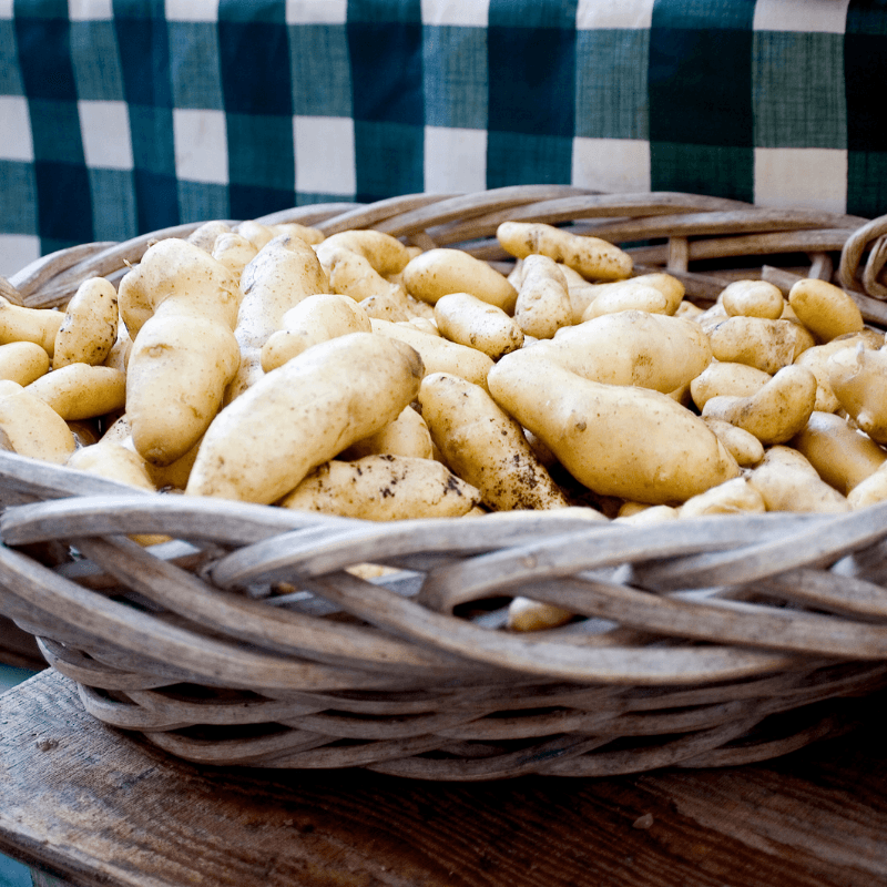 Organic Russian Banana Fingerling seed potatoes from Grow Organic, fresh, small yellow-skinned potatoes for planting or cooking.
