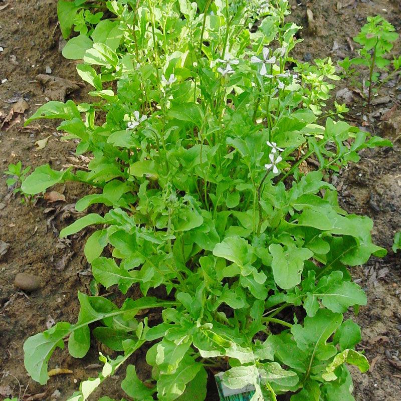 Organic Arugula Greens Seeds from Grow Organic, vegetable seeds pack showing fresh seed packet with arugula illustration.