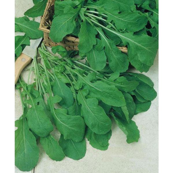 Organic Arugula Greens Seeds by Grow Organic, vegetable seed packet with vibrant green arugula leaves on the label.