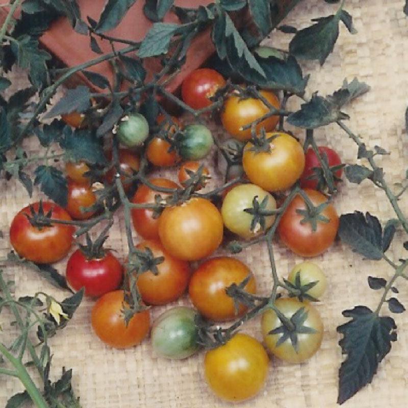 Organic bi-color cherry tomato seeds from Grow Organic, packed in a vegetable seed packet for home gardening.