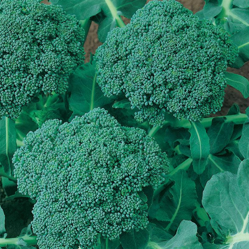 Organic Calabrese broccoli seeds from Grow Organic in a packet, ideal for vegetable gardening and homegrown broccoli cultivation.