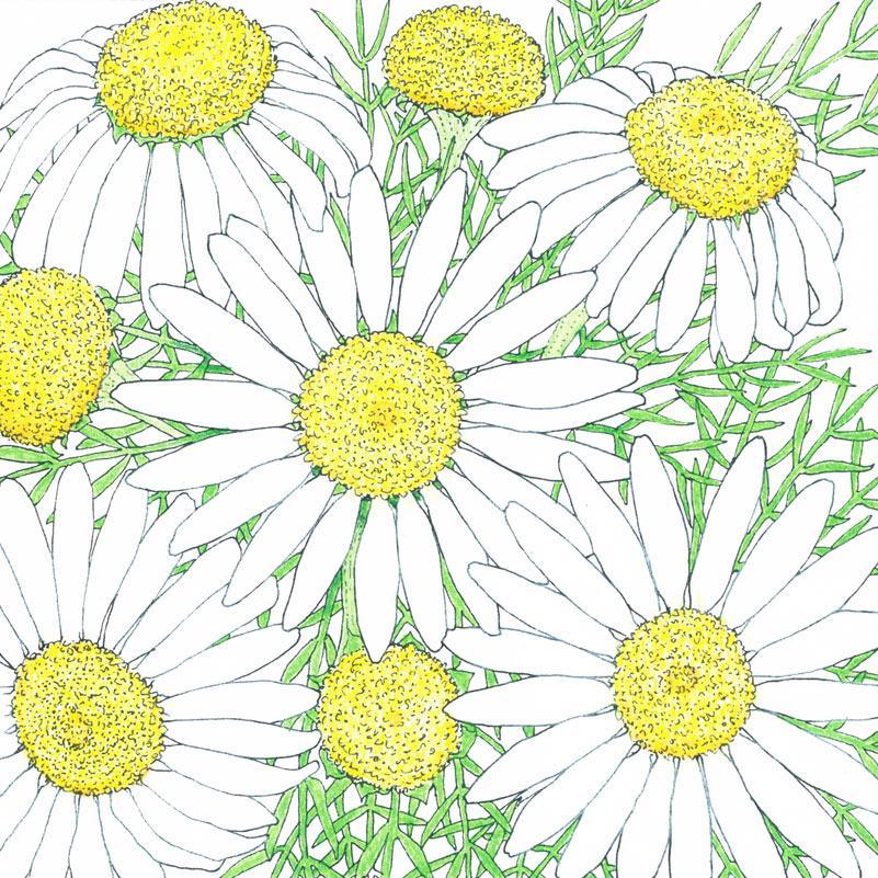 Organic chamomile seeds from Grow Organic, vegetable seed pack showing small seeds for planting chamomile flowers.
