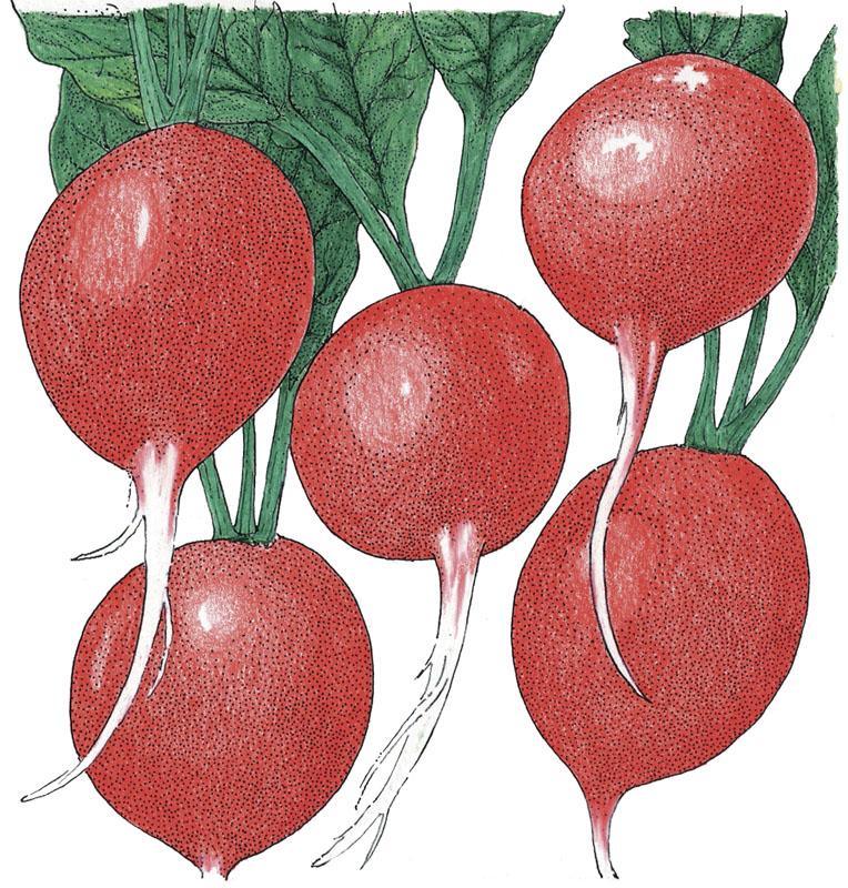 Organic Cherry Belle Radish Seeds by Grow Organic in a vegetable seeds pack with colorful radish illustrations.