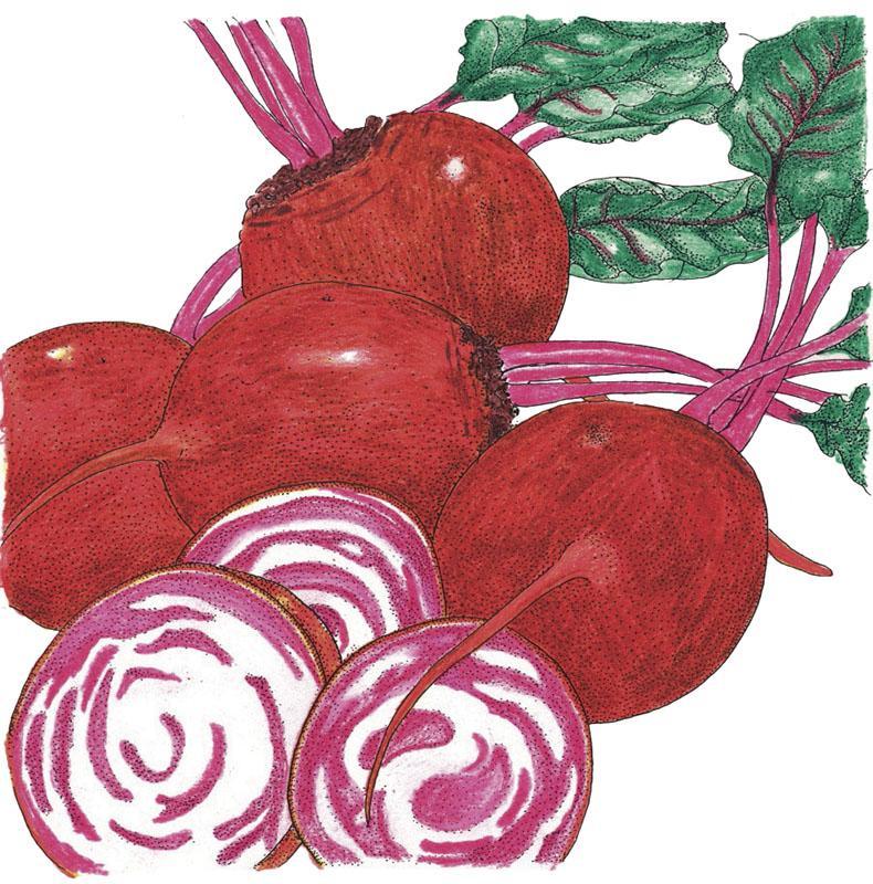 Organic Chioggia Beet Seeds from Grow Organic, showing a packet of vegetable seeds for growing Chioggia beets.