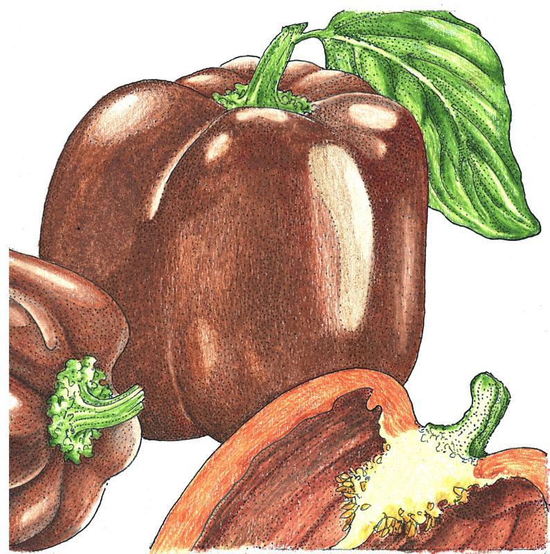 Organic Chocolate Sweet Pepper Seeds by Grow Organic, showing a pack of vegetable seeds for planting sweet peppers.