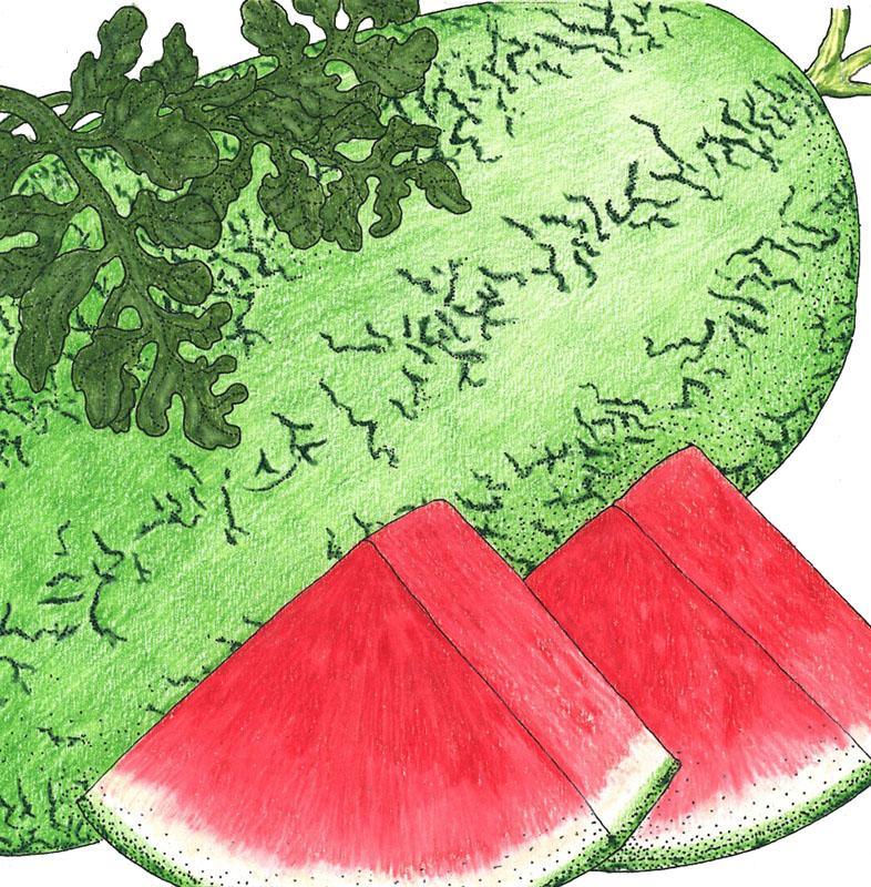 Organic Crimson Sweet Watermelon Seeds by Grow Organic, vegetable seed pack showing vibrant seed packet design.