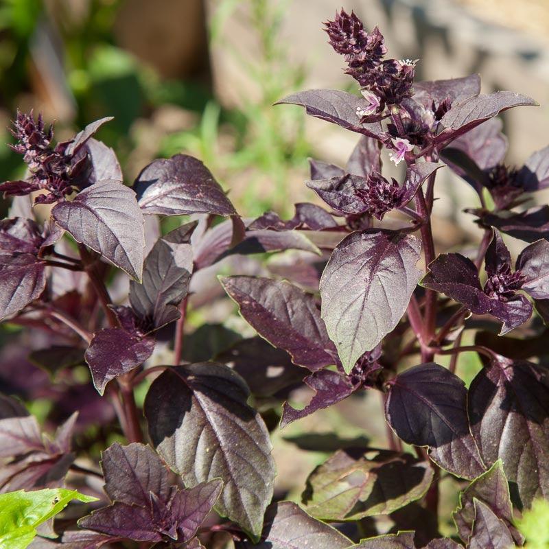 Organic Dark Purple Opal Basil Seeds from Grow Organic, vegetable seeds pack showing dark purple basil plant seedlings.
