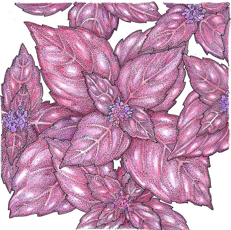 Organic dark purple opal basil seeds from Grow Organic, vegetable seed packet showing vibrant purple basil seeds.