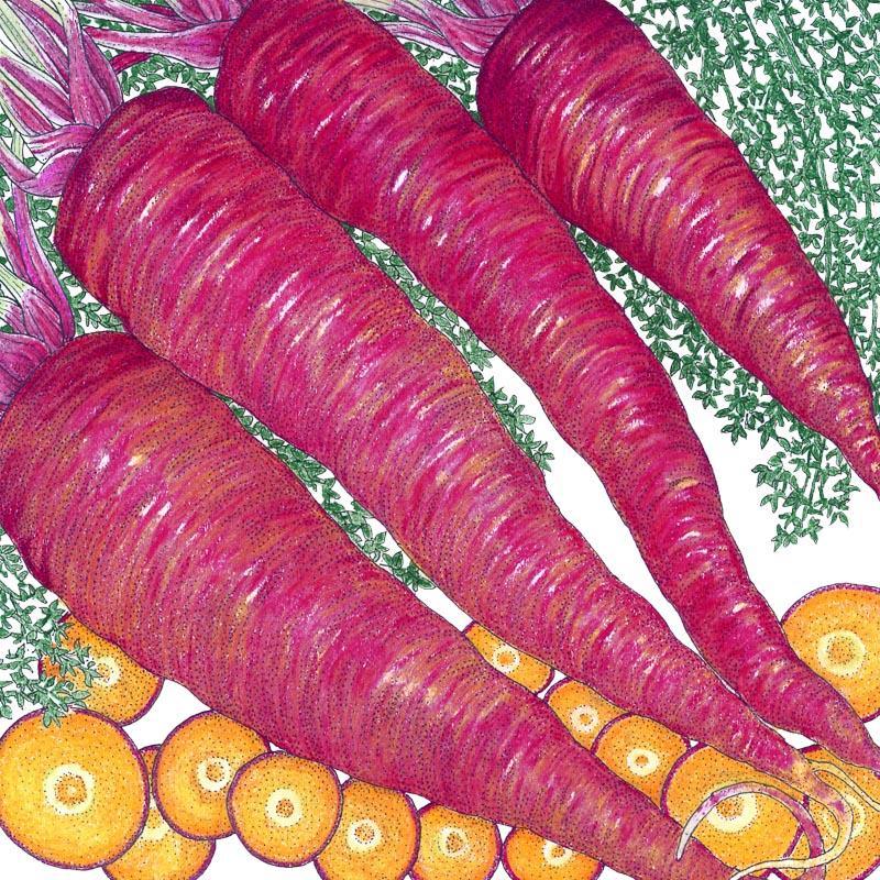 Organic Dragon Carrot Seeds by Grow Organic, vegetable seeds pack showing vibrant carrot seed packet for planting.