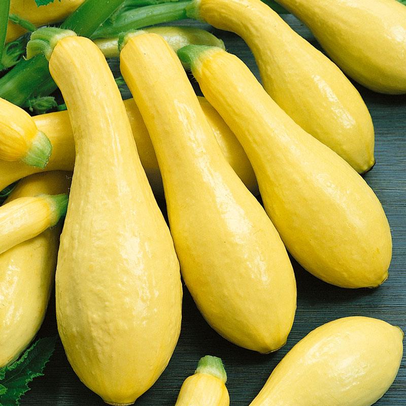 Organic Grow Organic Early Straightneck Summer Squash Seeds in a packet for planting vegetable seeds.