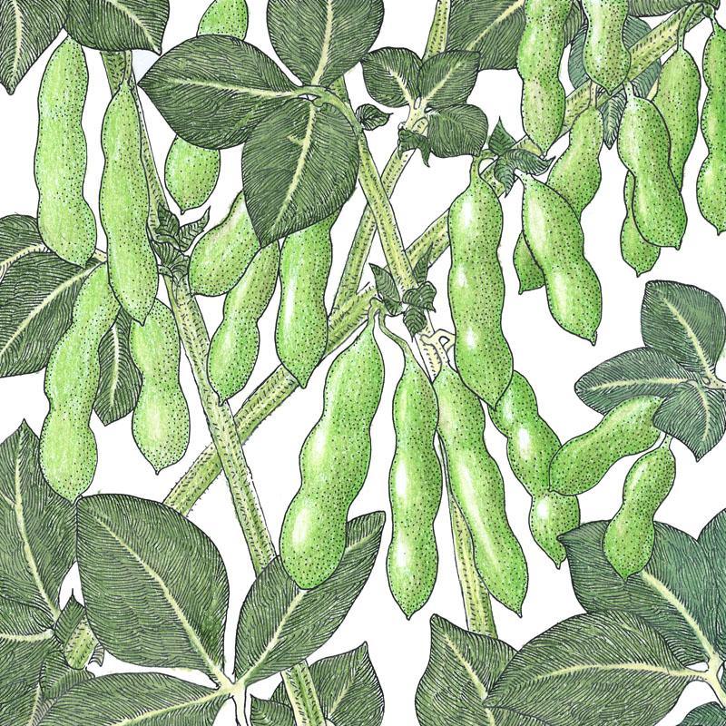 Organic Edamame soybean seeds from Grow Organic, fresh vegetable seeds in a pack for planting and growing edamame at home.