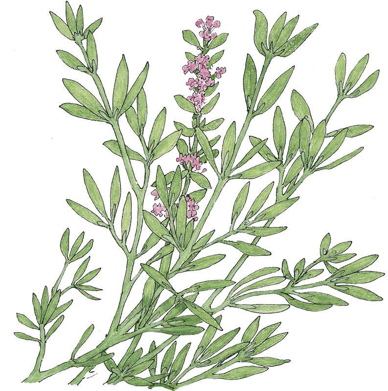 Organic English Thyme seeds from Grow Organic in a vegetable seed pack, ready for planting in herb gardens.