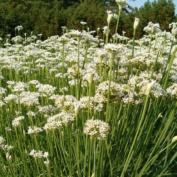 Organic garlic chives vegetable seeds pack from Grow Organic, featuring fresh garlic chives seeds for planting.