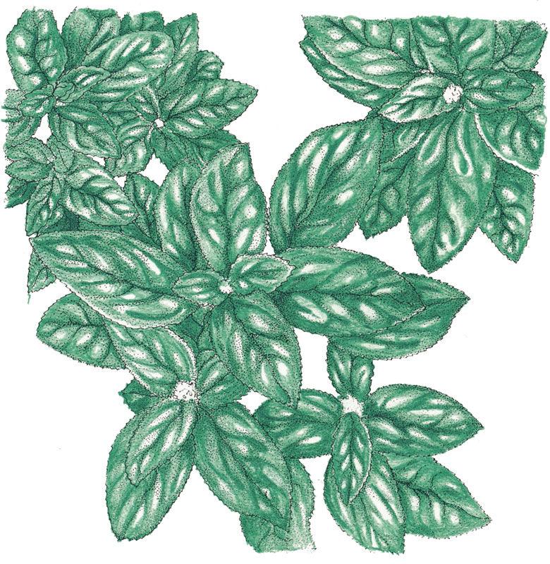 Organic Genovese Basil seeds from Grow Organic in a vegetable seed pack, ideal for herb gardening and fresh basil growth.