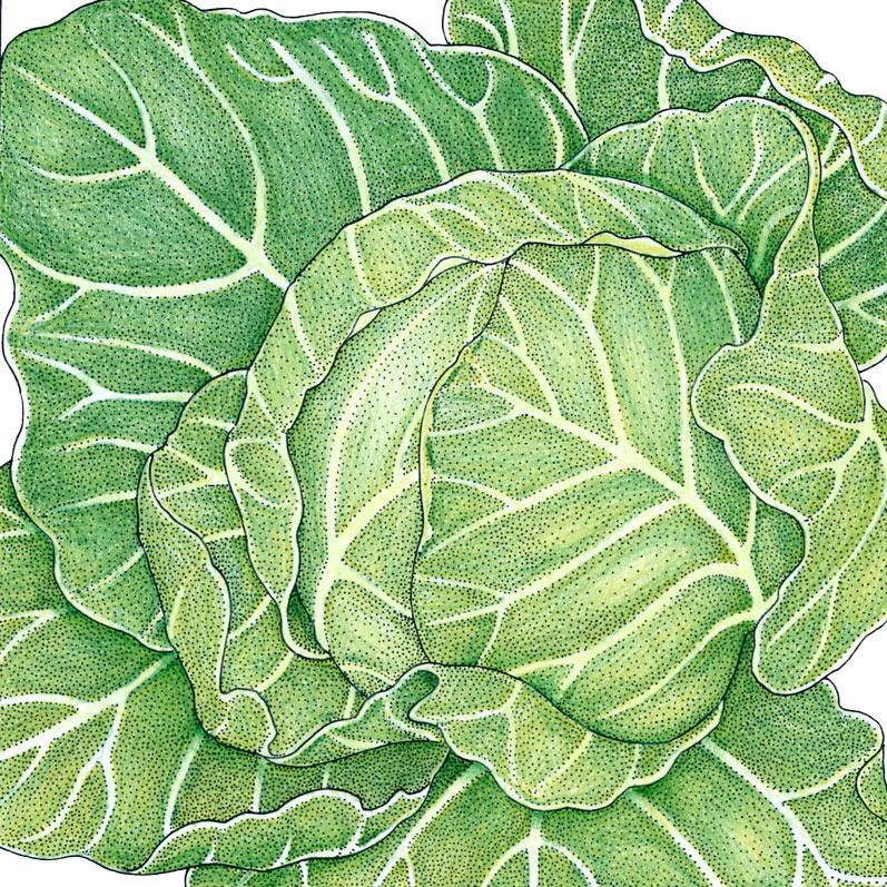 Organic Golden Acre cabbage seeds from Grow Organic in a packet for vegetable gardening and organic crop planting.
