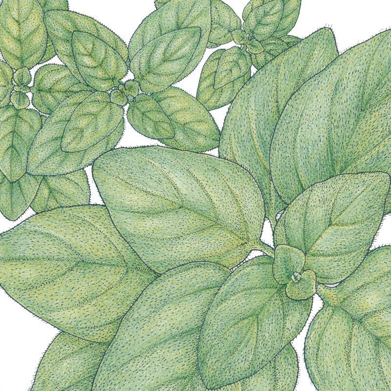 Organic Greek oregano seeds from Grow Organic, vegetable seed pack showing small seeds for herb gardening.