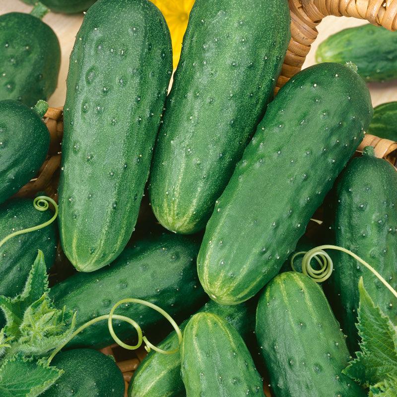 Organic homemade pickle cucumber seeds from Grow Organic, vegetable seeds pack with fresh seed image for planting.