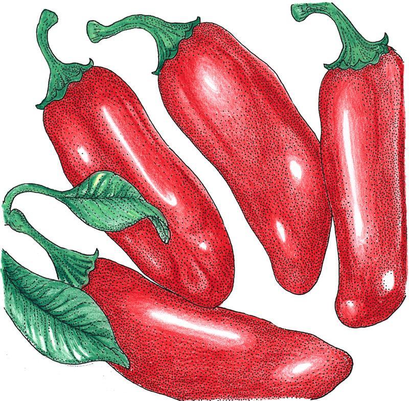 Organic Hot Jalapeno Early Pepper Seeds from Grow Organic, close-up of seed packet with colorful jalapeno peppers.