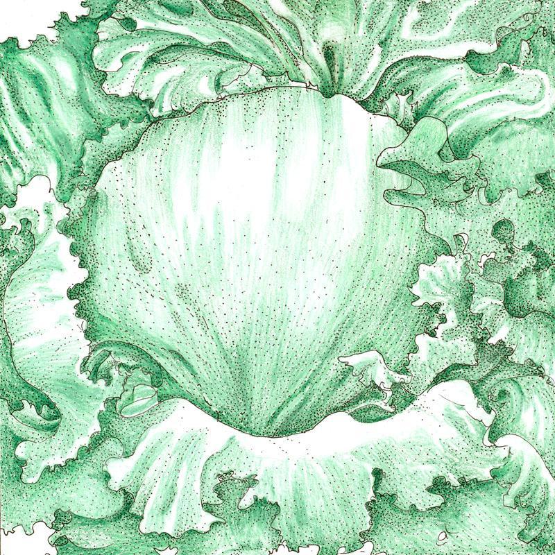 Organic Iceberg Superior Lettuce Seeds from Grow Organic in a packet showing fresh lettuce leaves and seed branding.