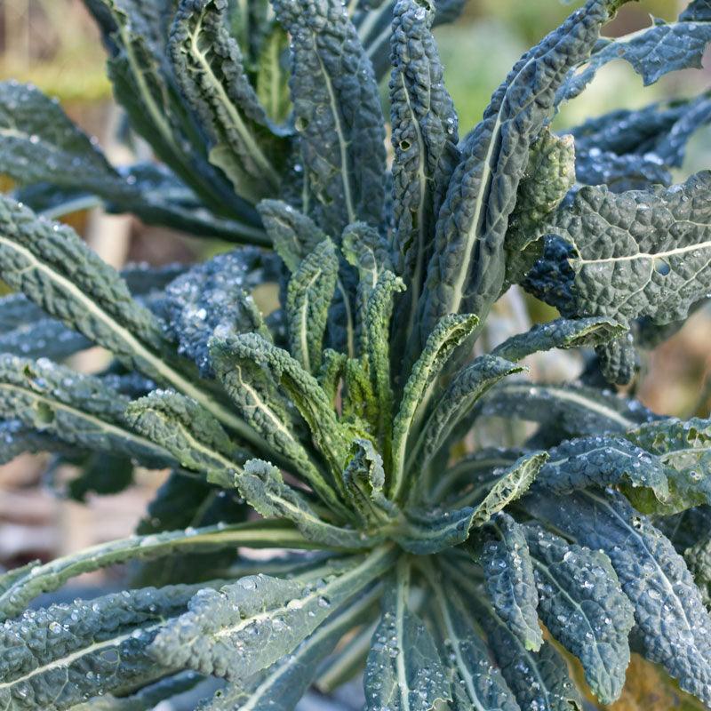 Organic Lacinato Kale seeds from Grow Organic, vegetable seeds pack with green, textured kale leaf illustration.