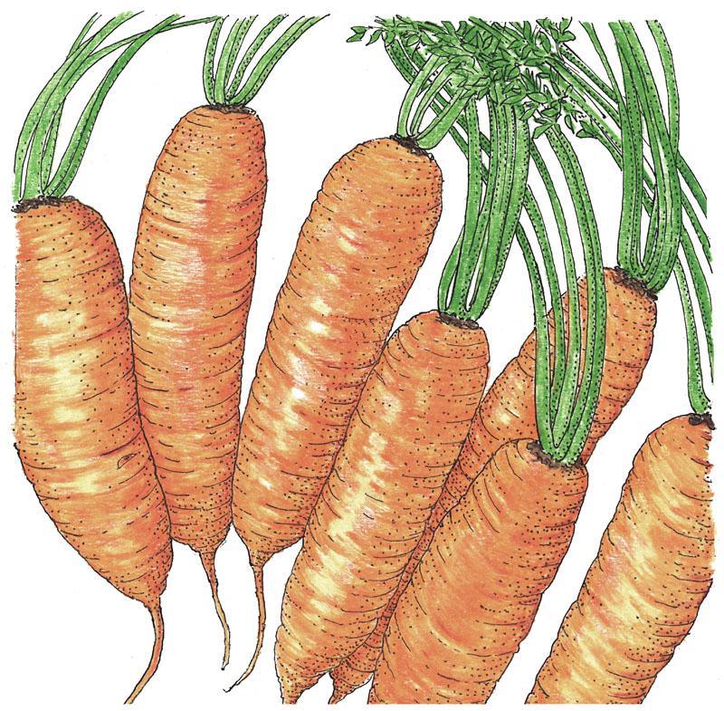 Organic Little Finger Carrot Seeds from Grow Organic, small vegetable seeds ideal for home gardening and organic vegetable cultivation.