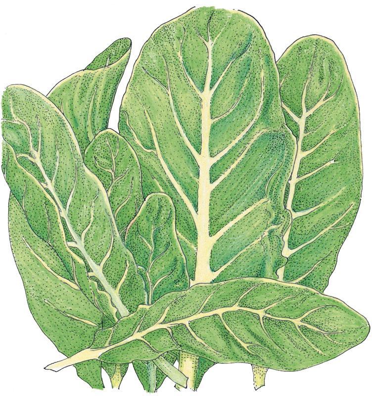 Organic Little Gem Lettuce Seeds from Grow Organic, vegetable seed packet showing small, vibrant lettuce leaves on the packaging.