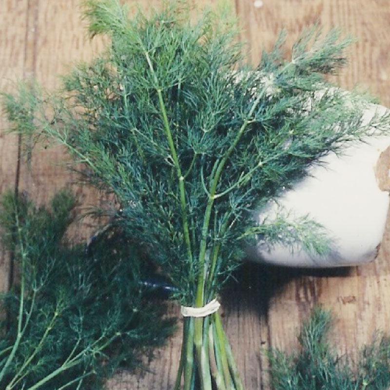 Organic Mammoth Dill Seeds pack from Grow Organic, featuring vibrant seed packaging for vegetable gardening.