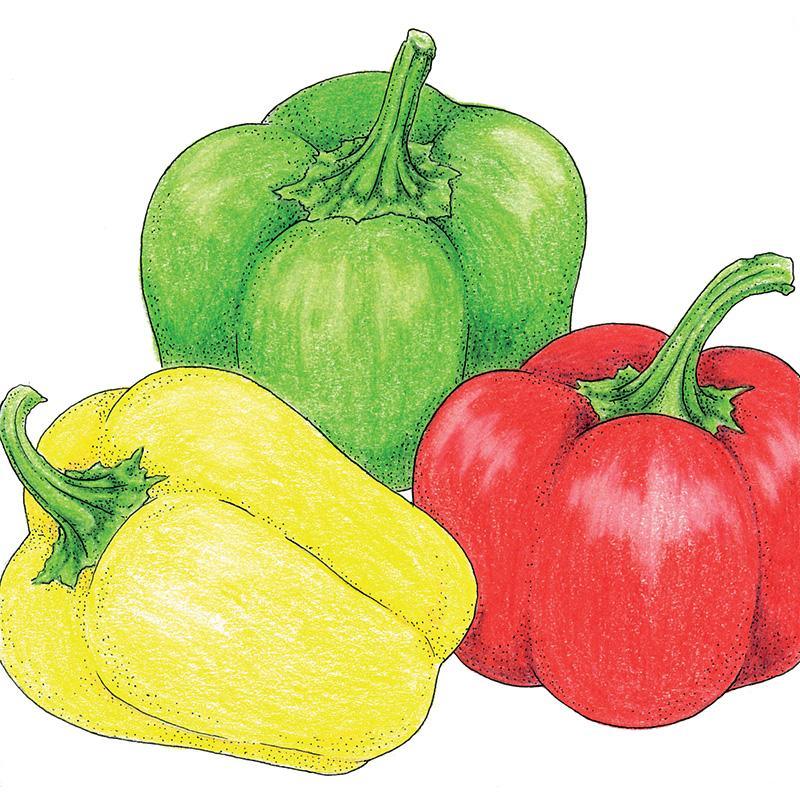 Organic mini bell mix sweet pepper seeds from Grow Organic, shown in a small packet for vegetable gardening.