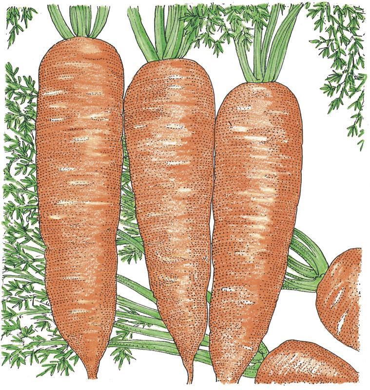 Organic Napoli carrot seeds by Grow Organic in a seed packet, ideal for growing fresh carrots in your vegetable garden.