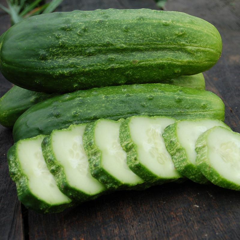 Pack of Grow Organic National Pickling Cucumber Seeds, organic vegetable seeds for home gardening and pickling.