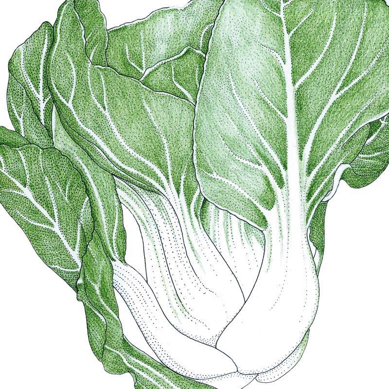 Organic Pak Choi Baby Shanghai Greens seeds from Grow Organic, small packet showing vibrant seed variety for vegetable gardening.