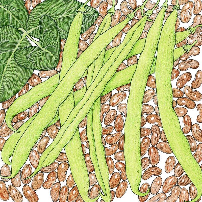 Organic Pinto Bean Seeds from Grow Organic, fresh vegetable seeds packaged for planting and gardening.