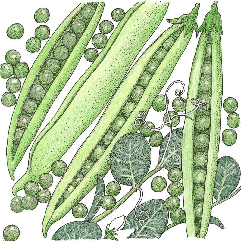 Organic Progress #9 Pea Seeds packet from Grow Organic, showcasing vibrant pea seeds for vegetable planting.