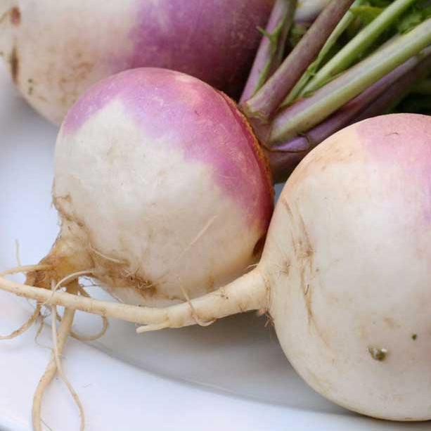 Organic purple top white globe turnip seeds from Grow Organic, vegetable seeds pack for planting turnips in your garden.