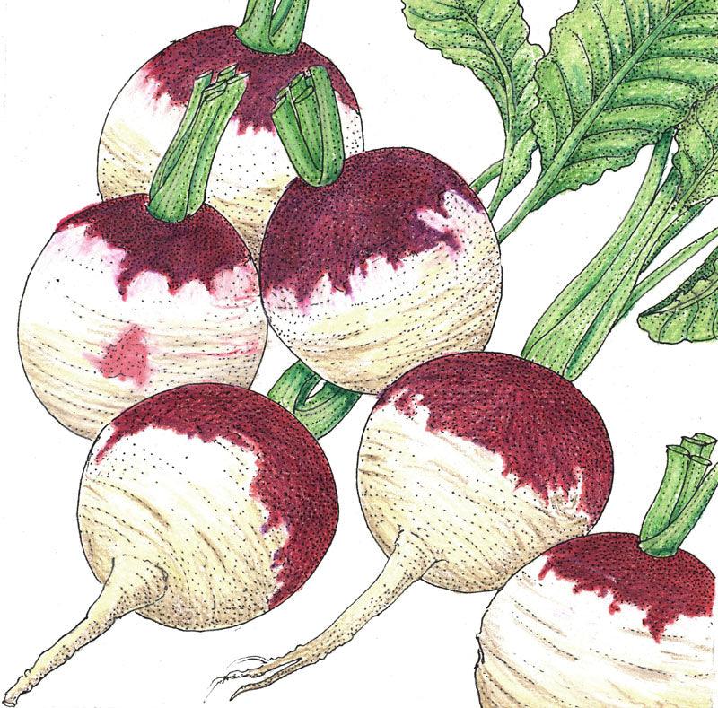Pack of organic purple top white globe turnip seeds from Grow Organic for vegetable gardening.