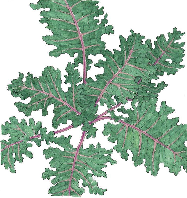 Organic Red Russian Kale seeds from Grow Organic, vegetable seeds pack for growing vibrant, nutritious kale plants.