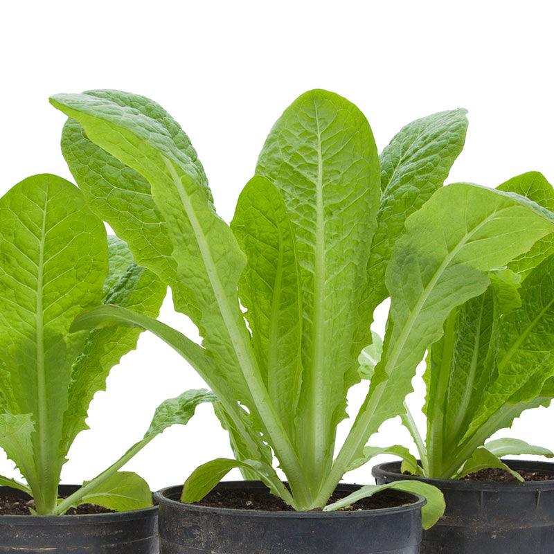 Organic Jericho Lettuce seeds from Grow Organic, fresh vegetable seeds featuring Romaine lettuce for home gardening.