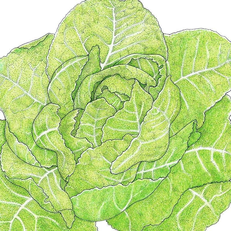 Organic Jericho Lettuce seeds in a Grow Organic vegetable seed pack, featuring fresh green romaine lettuce.