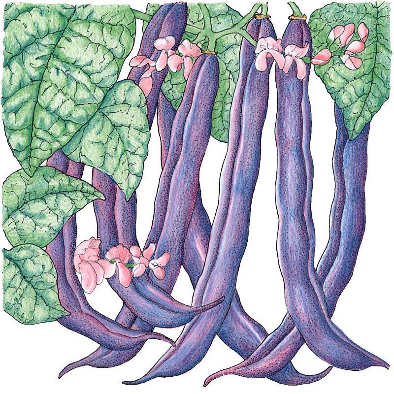 Organic Royalty Purple Pod Bush Bean Seeds packet from Grow Organic, showcasing vegetable seed packaging with purple bean illustrations.