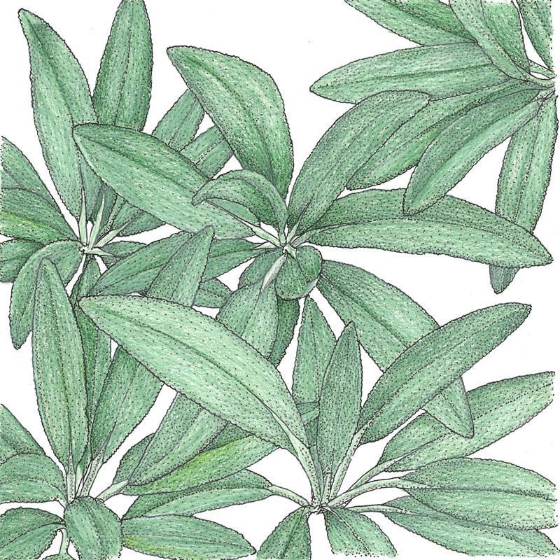 Organic sage seeds from Grow Organic in a packet, ready for planting vegetable seeds.