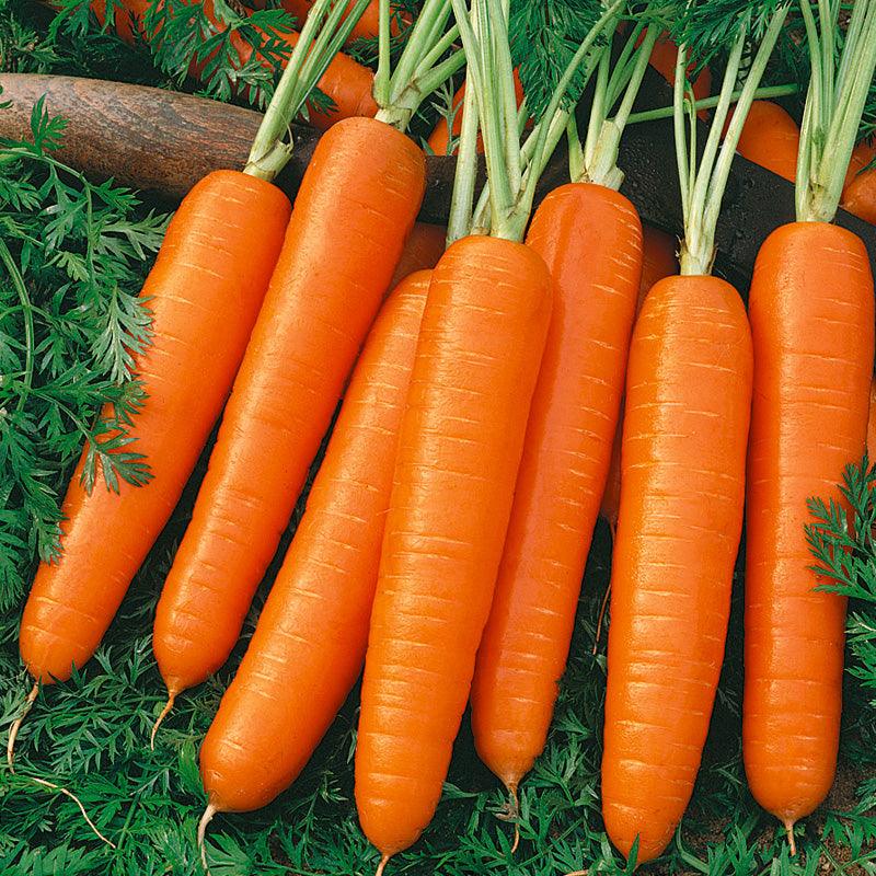 Organic Scarlet Nantes carrot seeds in a Grow Organic vegetable seed packet, ideal for home garden planting