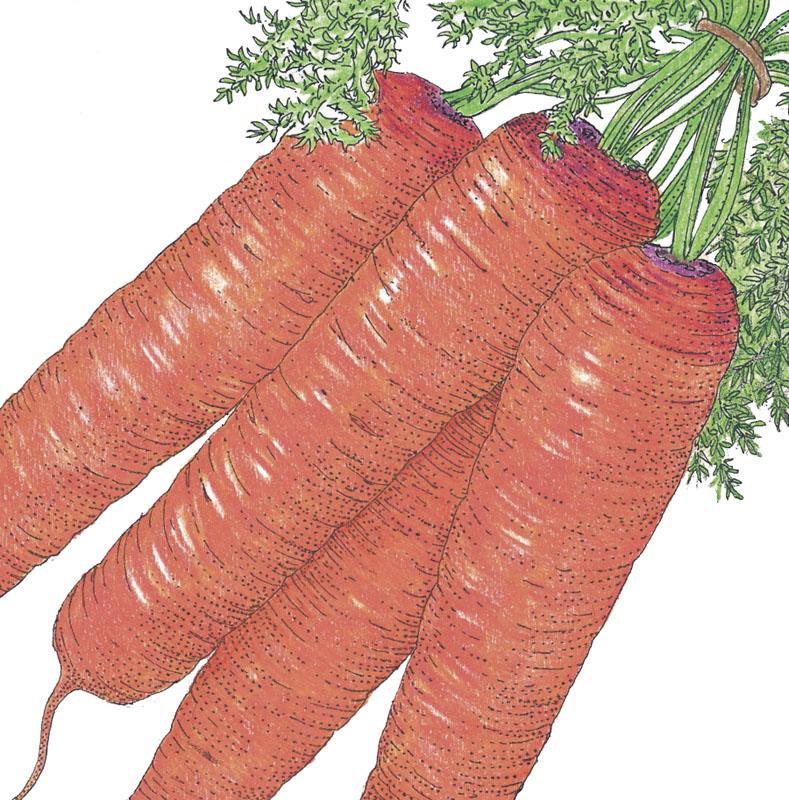 Organic Scarlet Nantes carrot seeds from Grow Organic, shown in a packet, ideal for growing sweet, crunchy carrots.